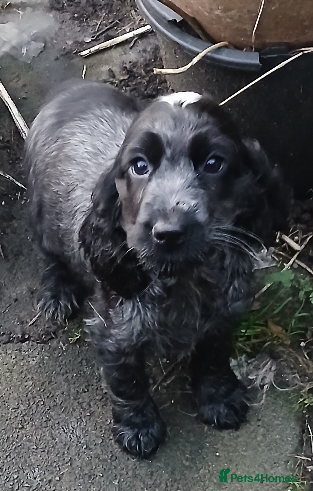 Cocker Spaniel dogs   Show Cocker Spaniels KC reg. - Advert 4