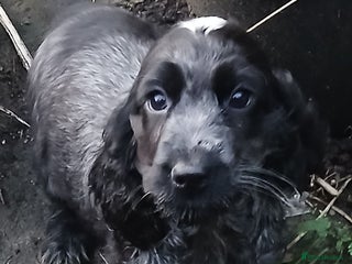 Cocker Spaniel dogs Show Cocker Spaniels KC reg. - Advert 4