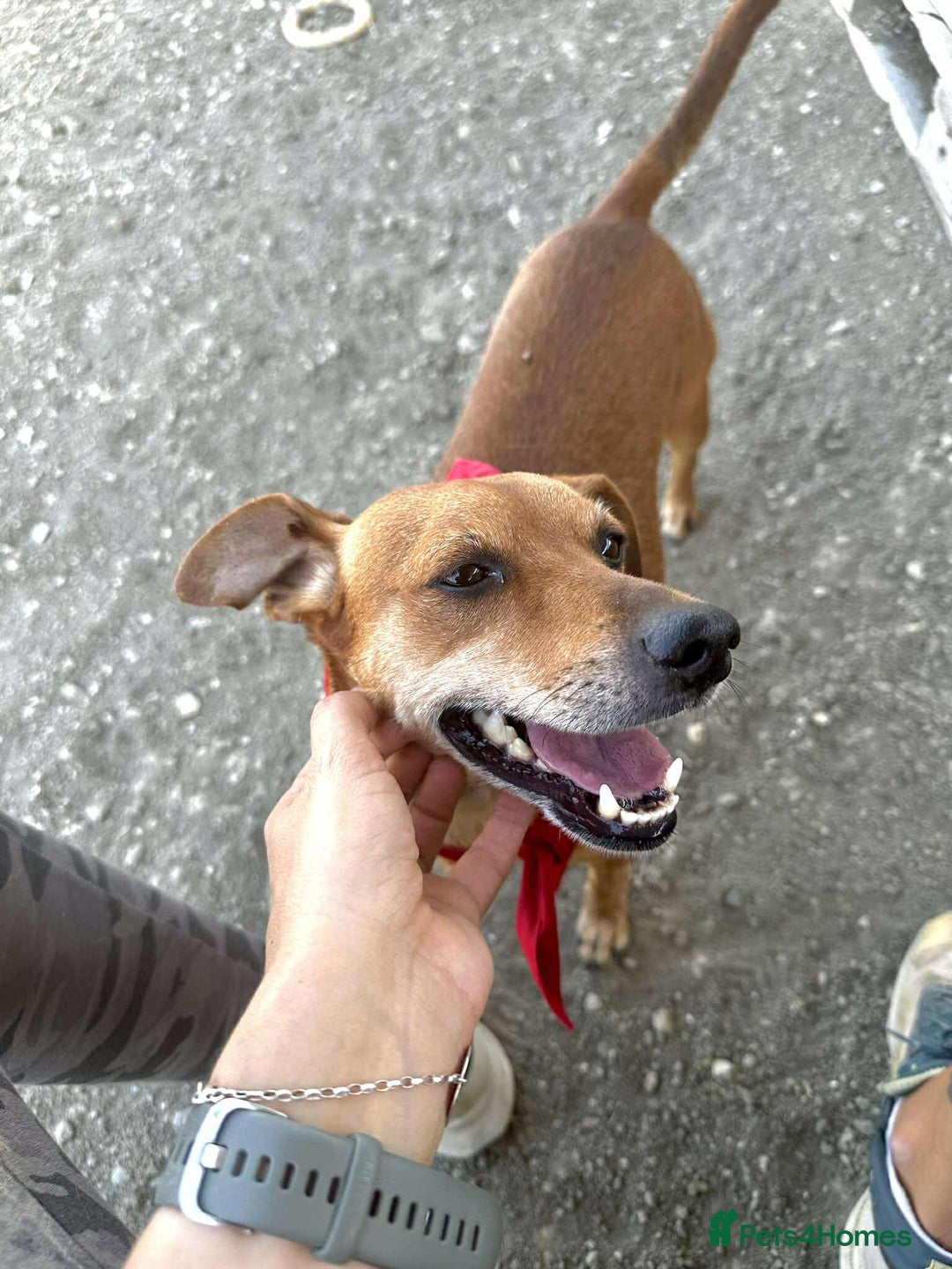 Mixed Breed dogs for adoption: Mickey – The Sweetest Small Shadow Companion - Advert 18