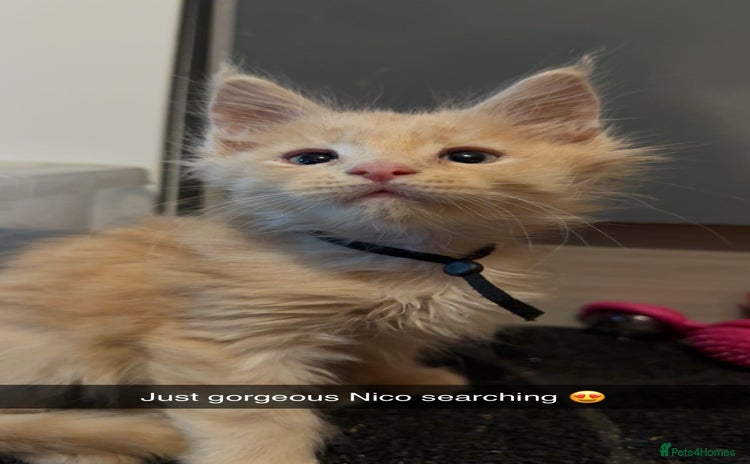 Maine Coon cats - Advert 16