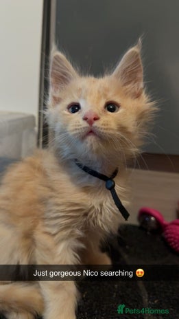 Maine Coon cats - Advert 16