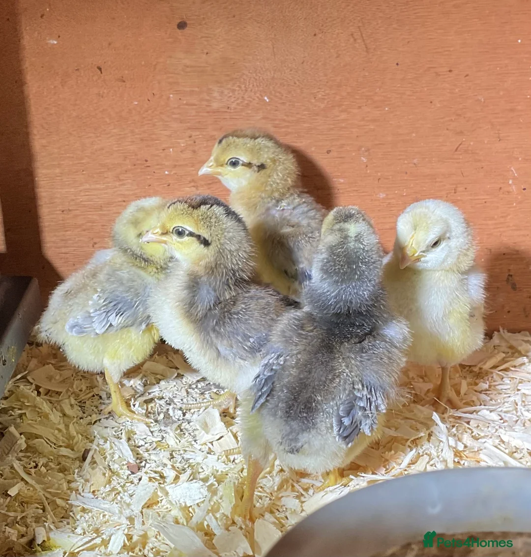 Chickens poultry for sale: Crested Cream Legbar Chicks blue egg layers  in Ammanford - Advert 5