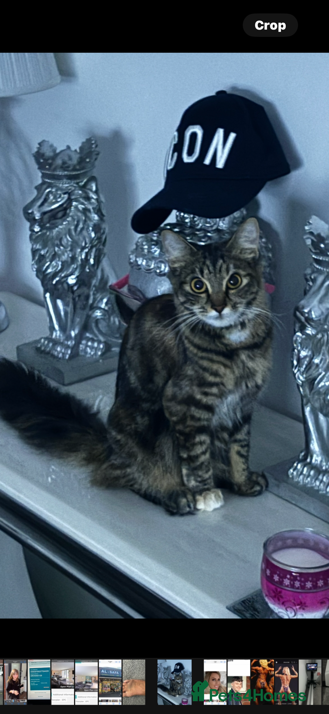 Maine Coon cats for sale: Unique 1/2 Maine Coone Kittens x 4  - Image 19