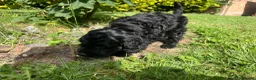 Cavapoo dogs for sale: Cavapoo puppies for sale  in Sittingbourne - Advert 13