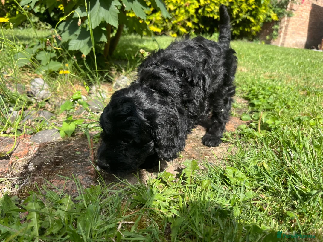 Cavapoo dogs for sale: Cavapoo puppies for sale  in Sittingbourne - Advert 13