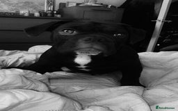 Old Tyme Bulldog dogs for sale: Chocolate male for sale  - Advert 2