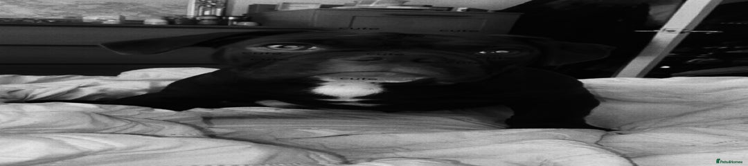 Old Tyme Bulldog Puppy 1