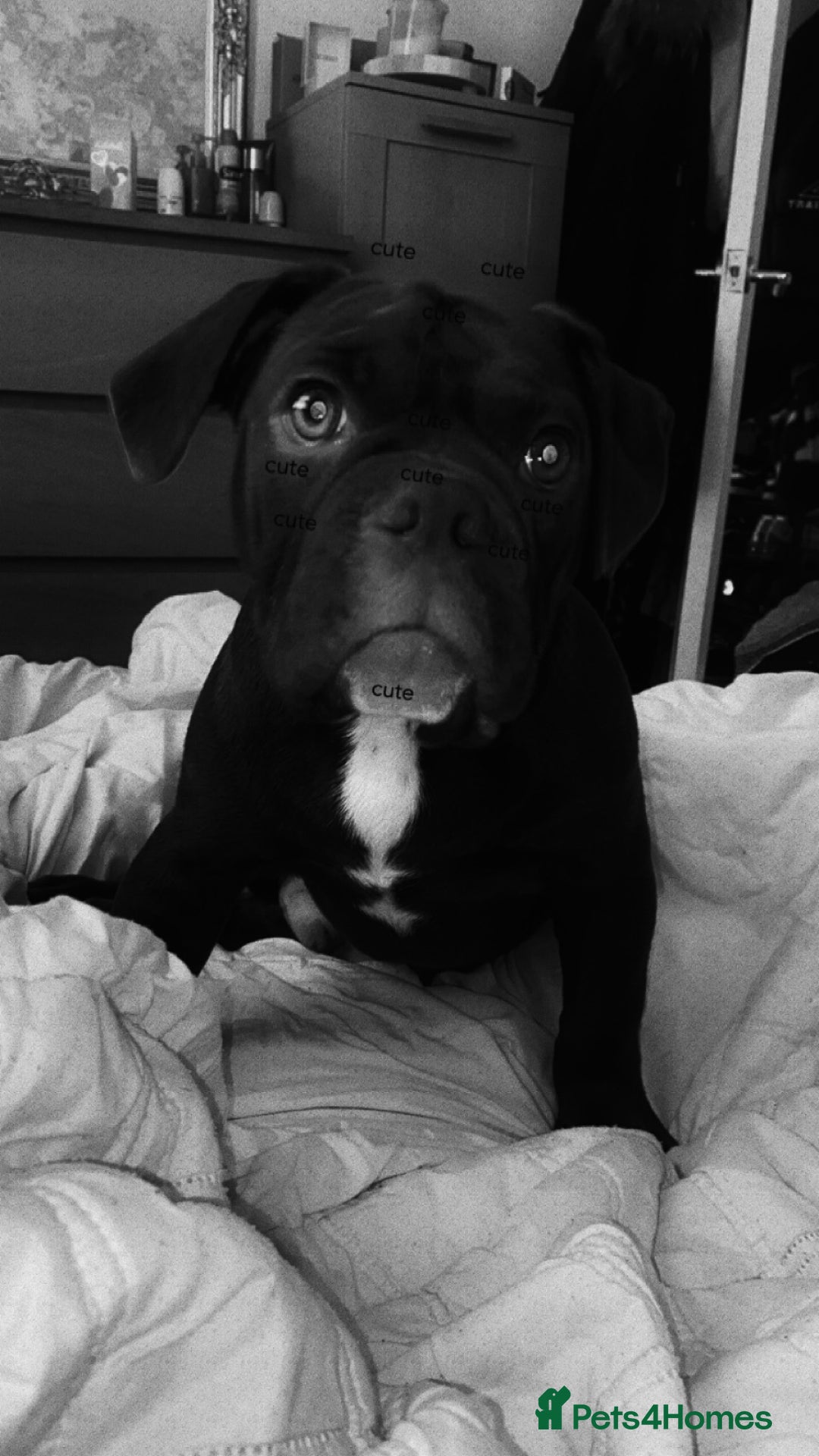 Old Tyme Bulldog dogs for sale: Chocolate male for sale  - Advert 2