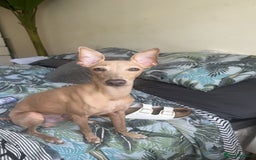 Italian Greyhound dogs for sale: Chilli  - Image 3