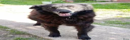 Mixed Breed dogs for sale: CADELLA LITTLE RAY OF SUNSHINE WITH A SMILE  - Advert 3