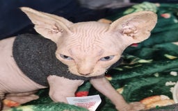 Sphynx cats for sale: Gorgeous Canadian Sphynx kittens - Image 20