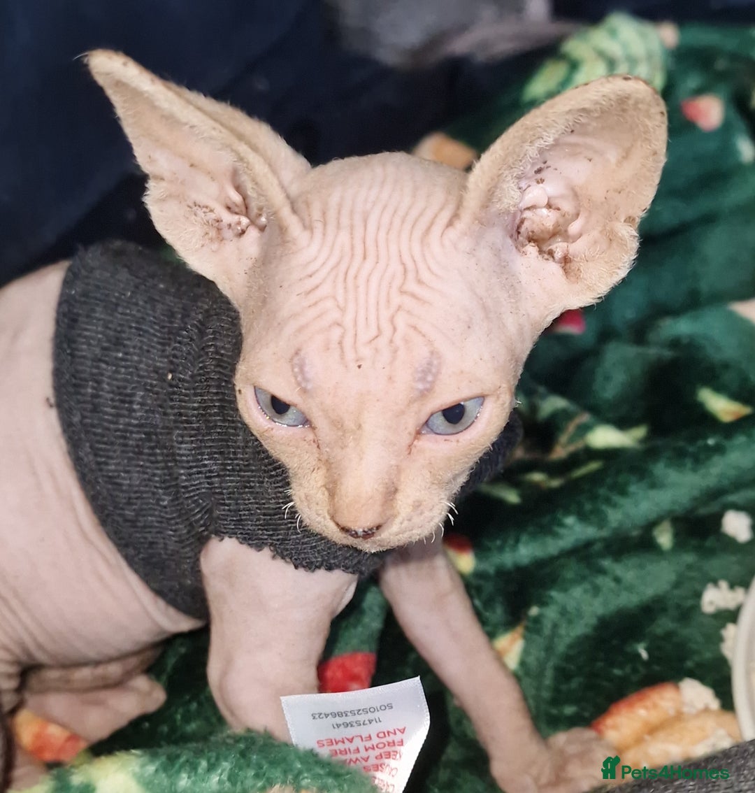 Sphynx cats for sale: Gorgeous Canadian Sphynx kittens - Image 20