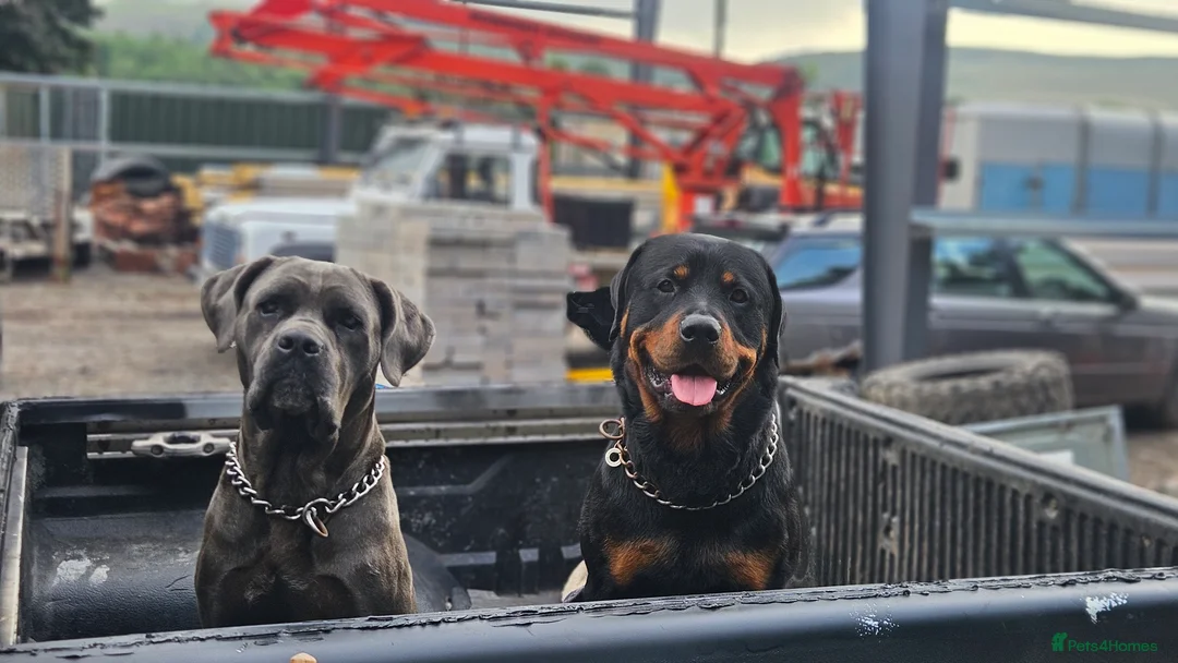 Mixed Breed dogs for sale: CaneWeiler Pupps - Advert 3