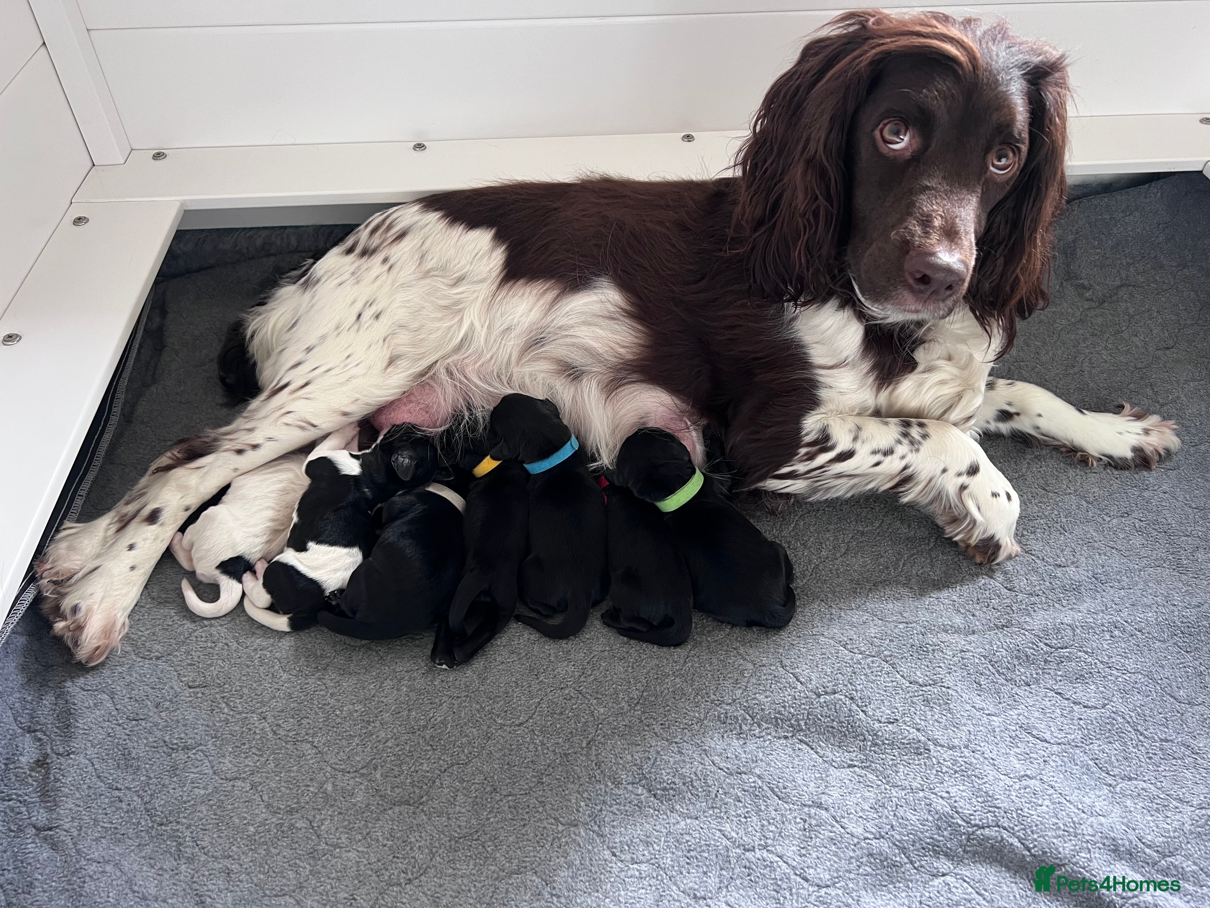 Sprocker dogs Adorable Sprocker Spaniel puppies Leeds - Advert 12