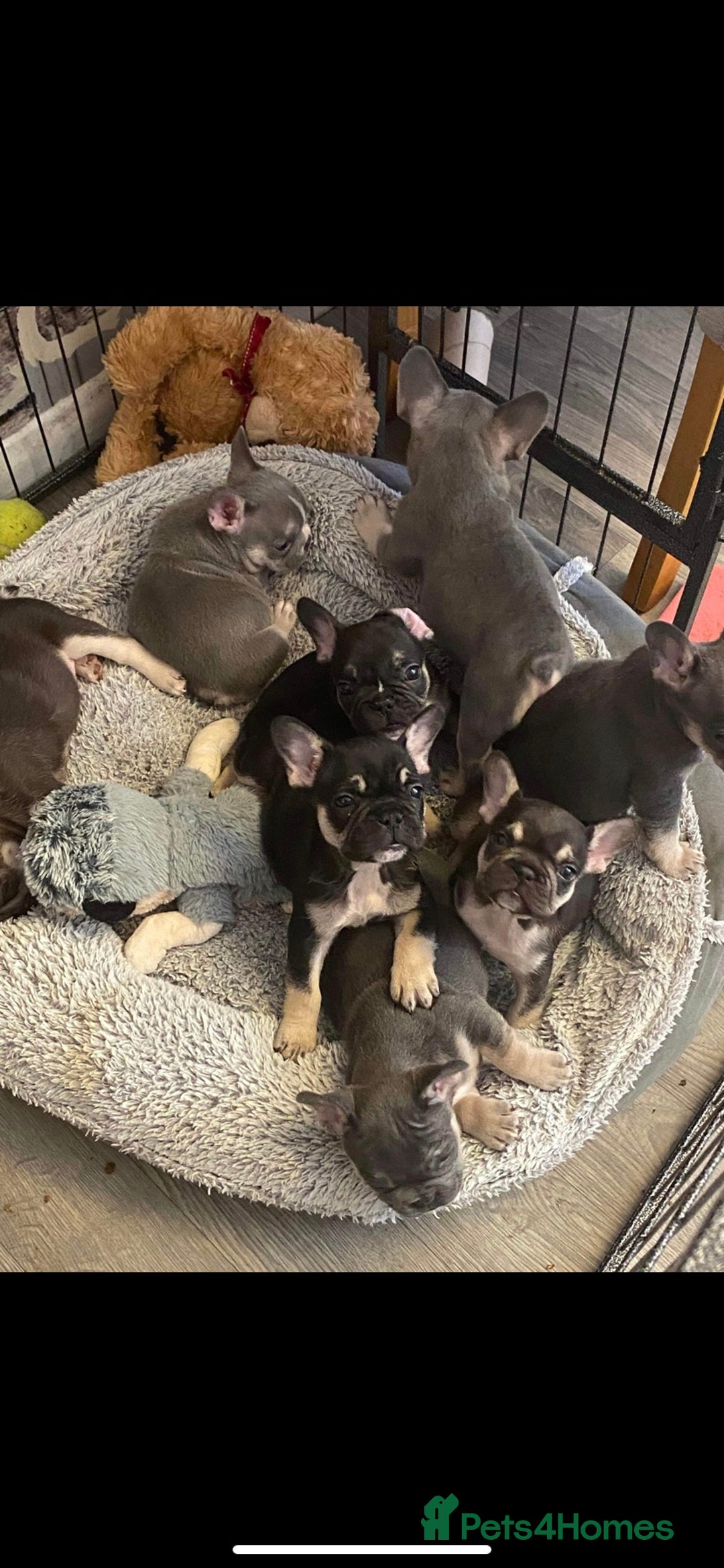 French Bulldog dogs for stud: Kc reg rare markings in Peterborough - Advert 22
