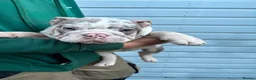 English Bulldog dogs for sale: LAST 4 🇬🇧 TOP 🩸English Bulldogs 🧬 - Advert 12