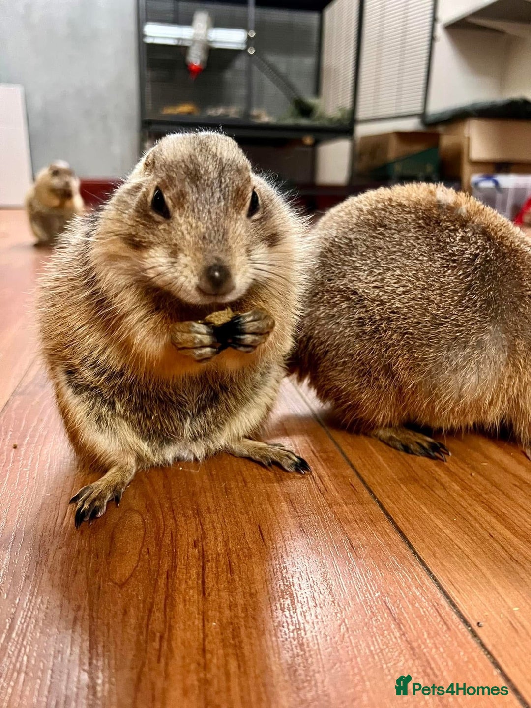 Mixed Breed rodents for sale: 2 Silly Tame Prairie Dogs for Sale - Advert 1