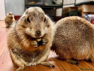 Mixed Breed rodents 2 Silly Tame Prairie Dogs for Sale - Advert 2