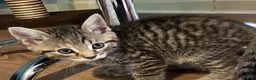 Mixed Breed cats for sale: 6 Adorable Kittens - Advert 5