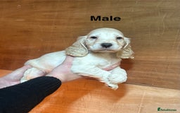 Cocker Spaniel dogs for sale: Cocker spaniel puppies  - Image 4