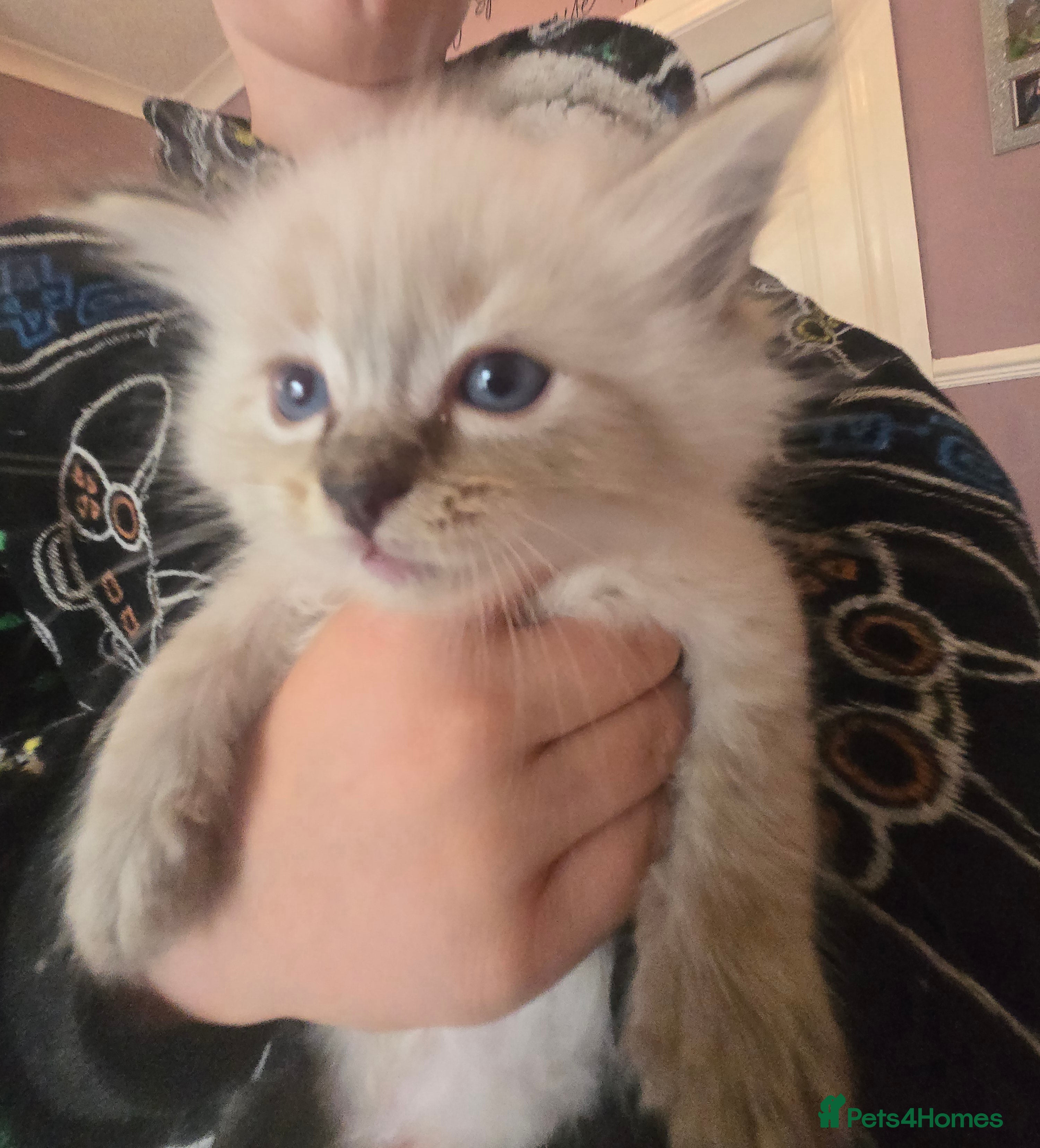 Ragdoll cats Cute litter of Purebred Blue-eyed Ragdoll kittens - Advert 2