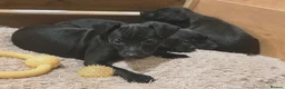 Patterdale Terrier dogs for sale: Patterdale Puppies - 5 Beautiful Bitches - Advert 6