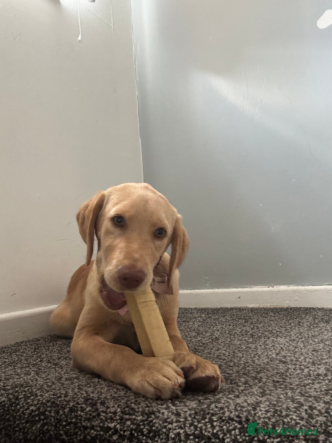 Labrador Retriever dogs for sale: nearly 7 month old labrador girl - Image 18