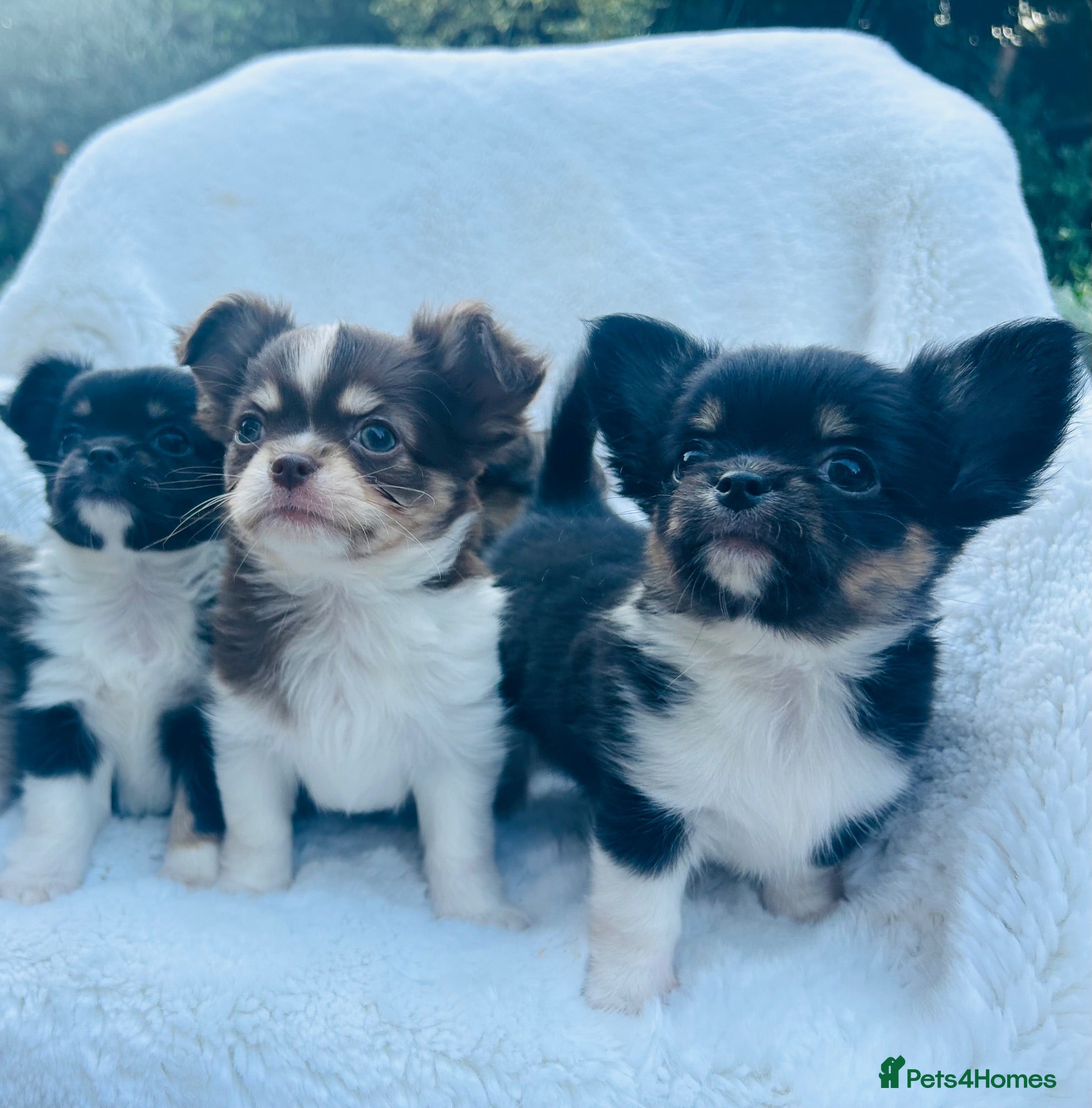 Chihuahua dogs Long Coat Chihuahua Puppies KC Registered  - Advert 2