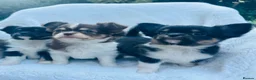 Chihuahua dogs for sale: Long Coat Chihuahua Puppies KC Registered  - Advert 2
