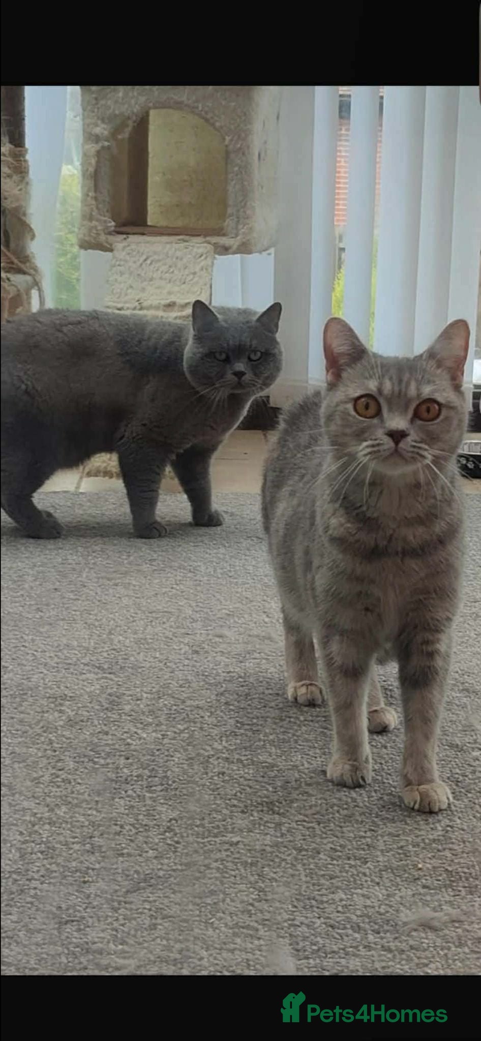 British Shorthair cats British short hair kitten  - Advert 1