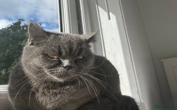 British Shorthair cats for sale: BRITISH SHORTHAIR FOR SALE  - Image 2