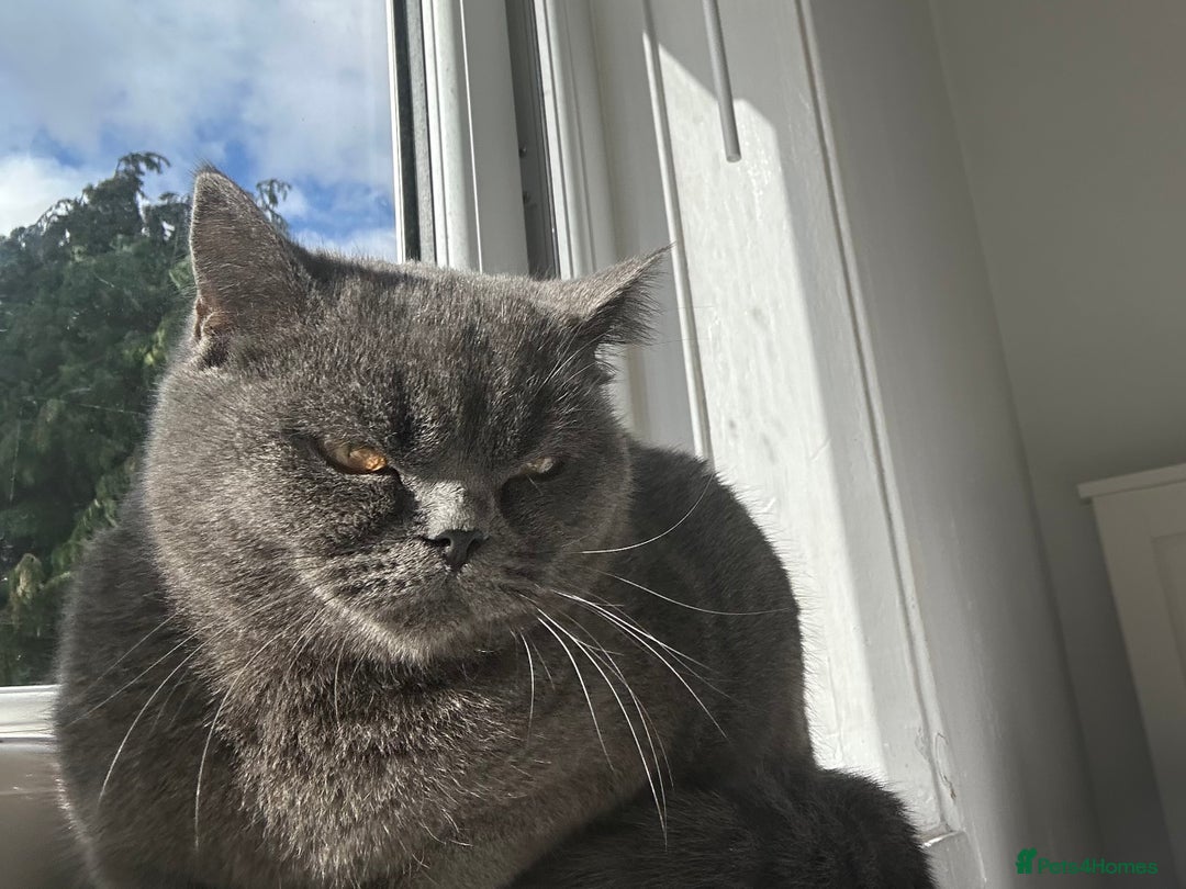 British Shorthair cats for sale: BRITISH SHORTHAIR FOR SALE  - Image 2
