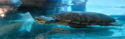 Turtle reptiles for sale: MUSK TURTLE FOR SALE FEMALE 5 YEAR OLD in Preston - Advert 6