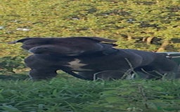 Staffordshire Bull Terrier dogs for stud: KC REGISTERED BLUE STAFFORDSHIRE TERRIER  in Burton-on-Trent - Image 2