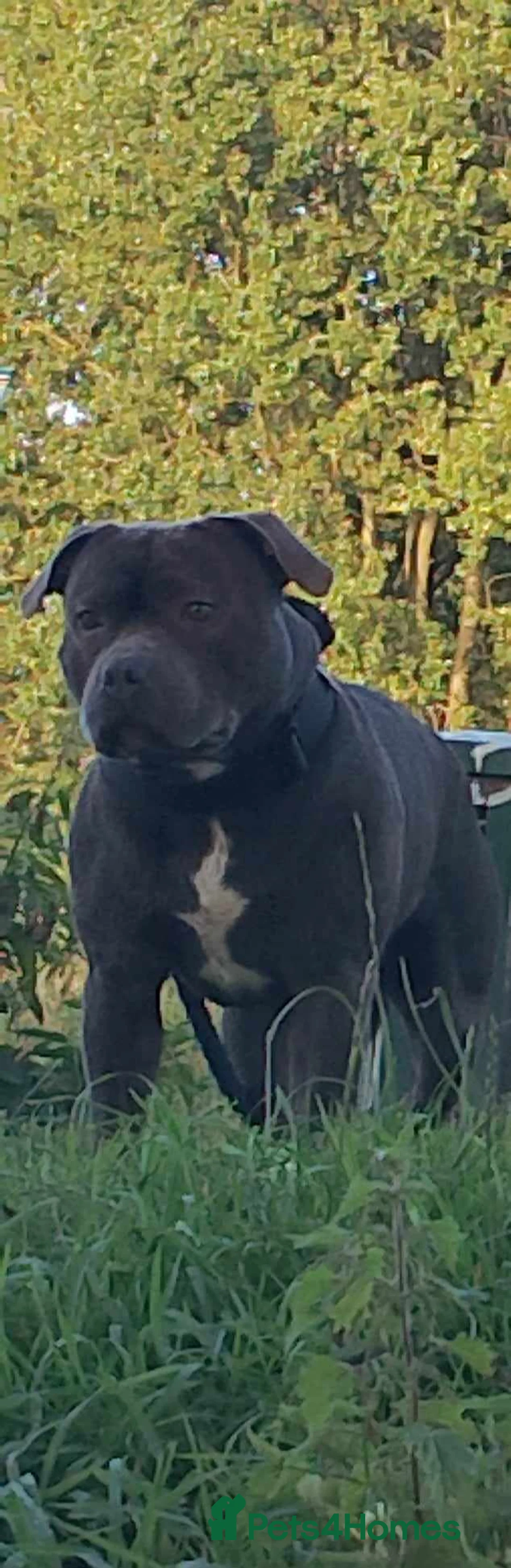 Staffordshire Bull Terrier dogs for stud: KC REGISTERED BLUE STAFFORDSHIRE TERRIER  in Burton-on-Trent - Advert 2