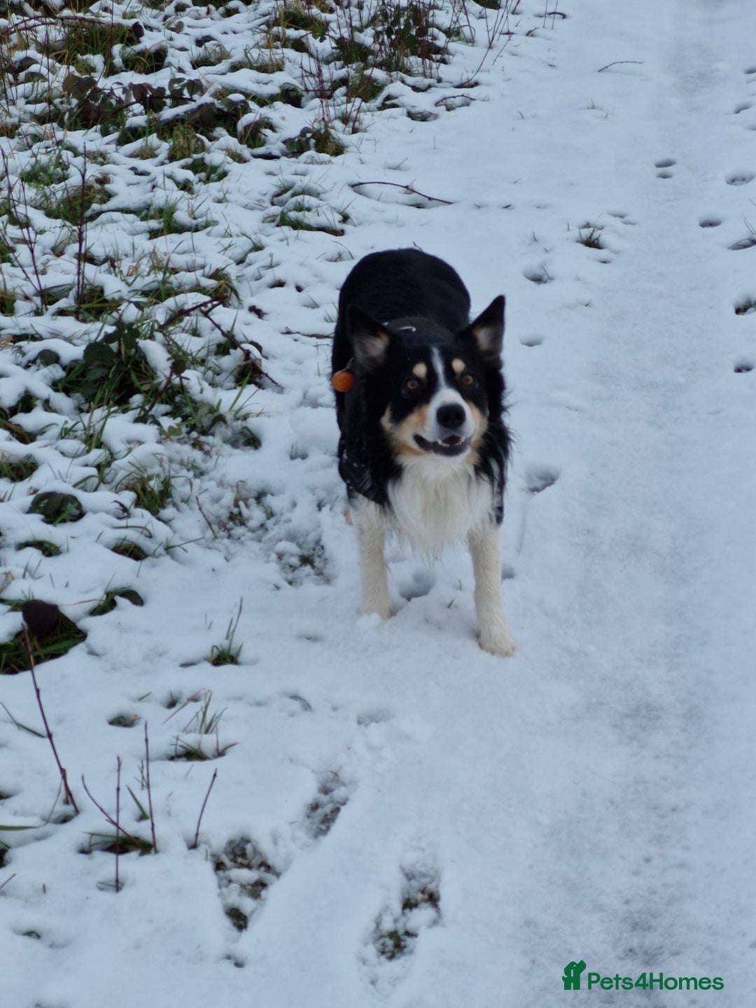 Border Collie dogs for stud: Welsh collie tri colour  - Advert 6