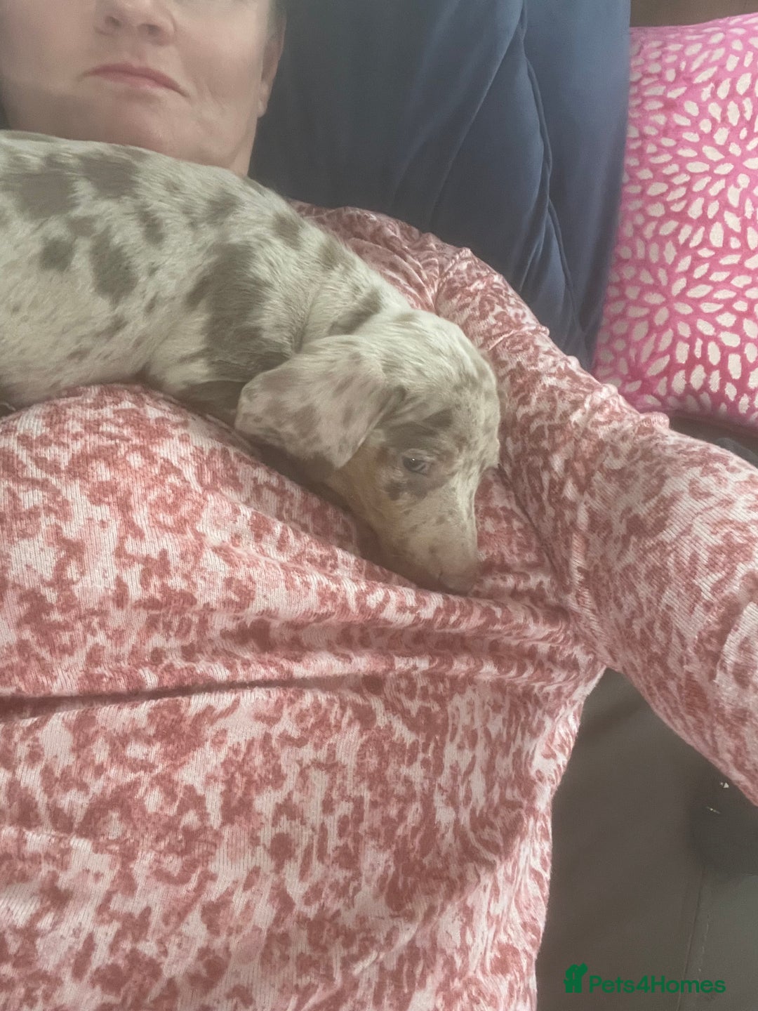 Miniature Dachshund dogs for sale: 2 x Miniature dachshund  - Image 3