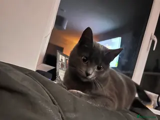 Mixed Breed cats Grey female cat - Advert 1