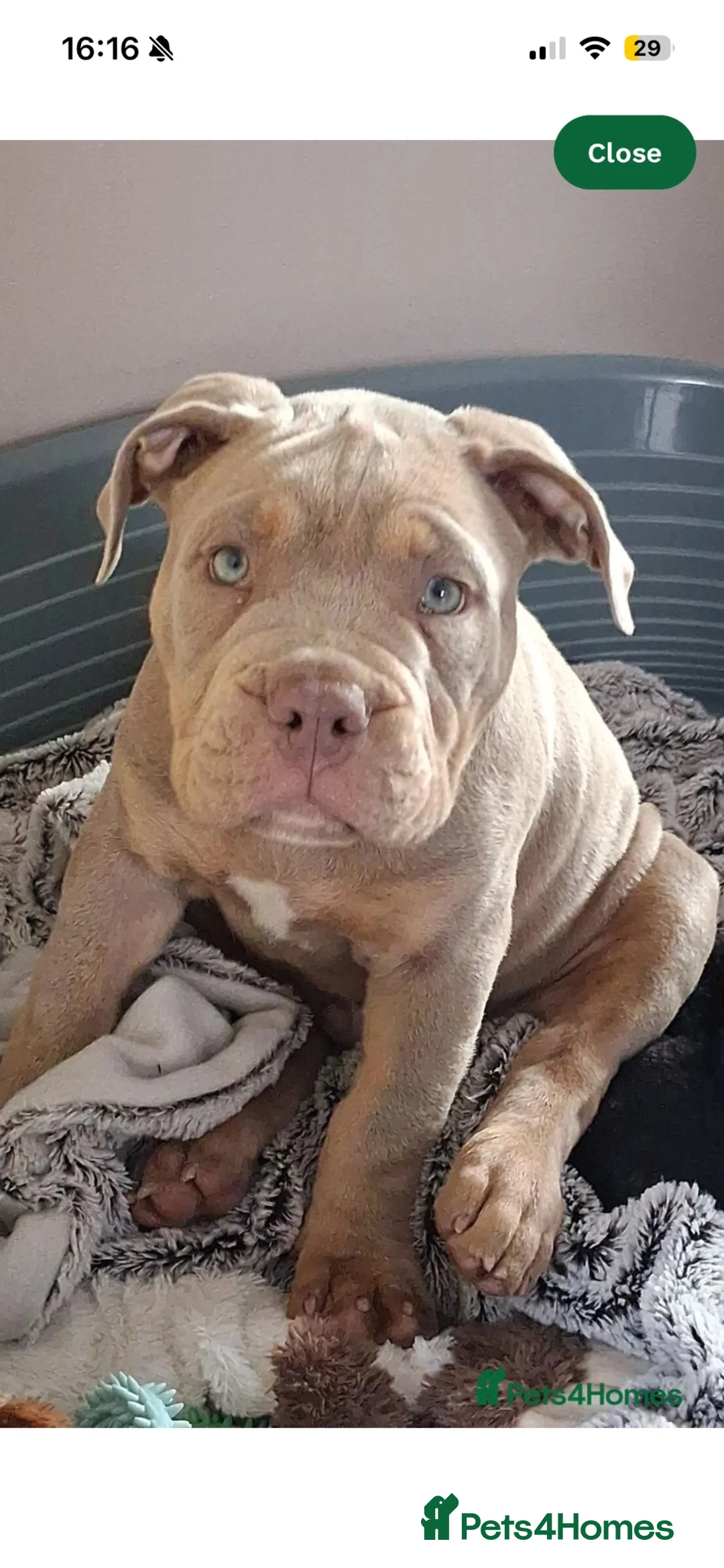 Mixed Breed dogs for sale: English bulldog cross pocket bully  - Advert 4