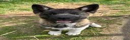 Akita dogs for sale: Handsome and Playful American Akita 1 Year Old Boy - Advert 3