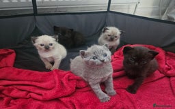 British Shorthair cats for sale: 5 Beautiful Short British haired Kittens  - Image 12
