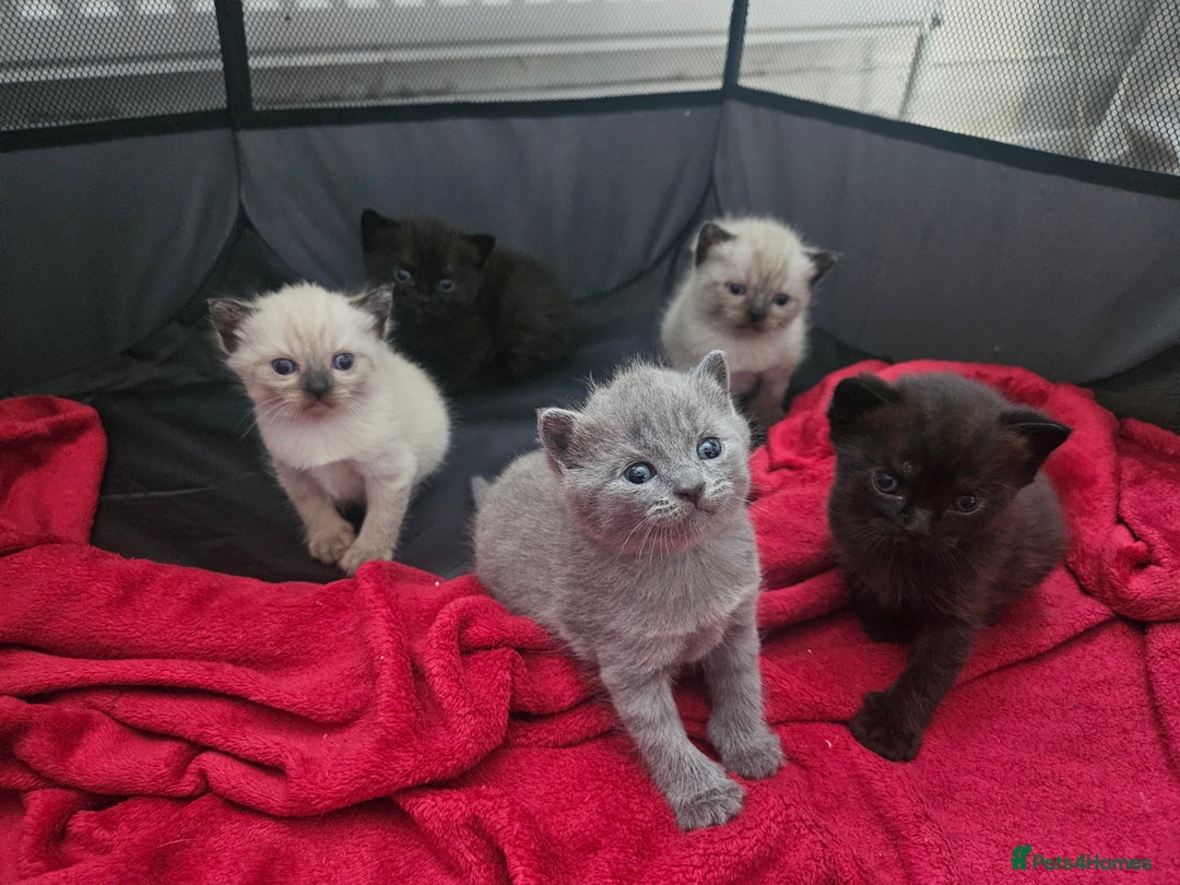 British Shorthair cats for sale: 5 Beautiful Short British haired Kittens  - Image 12
