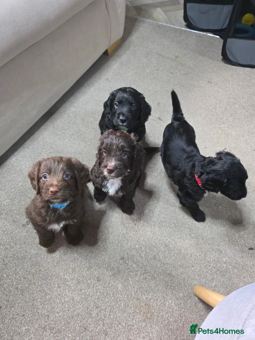 Mixed Breed dogs for sale: Australian Labradoodle Puppies in Shefford - Advert 1