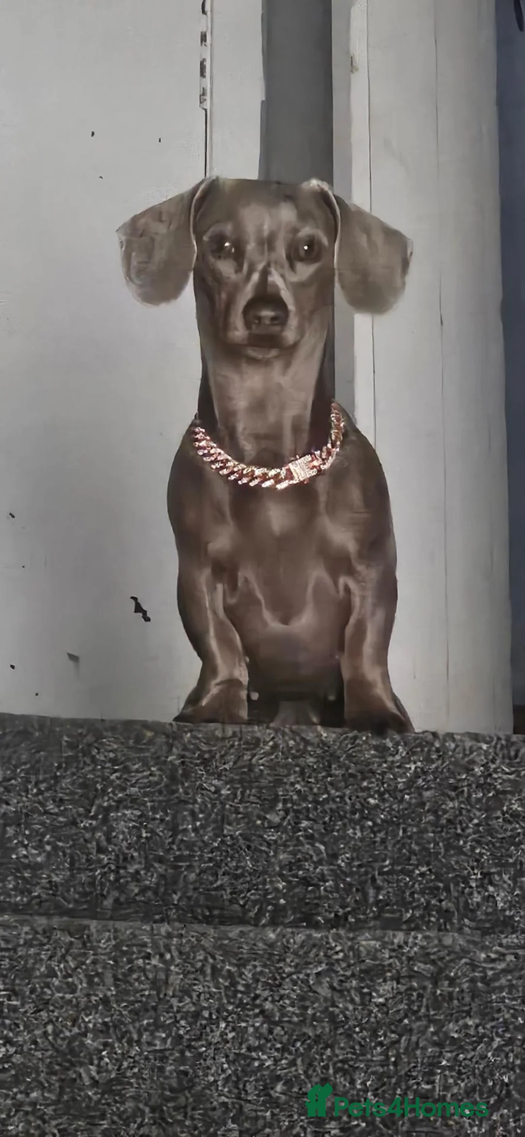 Miniature Dachshund dogs for sale: Mini dachshund  - Advert 1