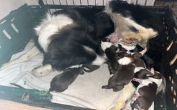 Border Collie dogs for sale: Litter of 7 working border collies - Advert 2