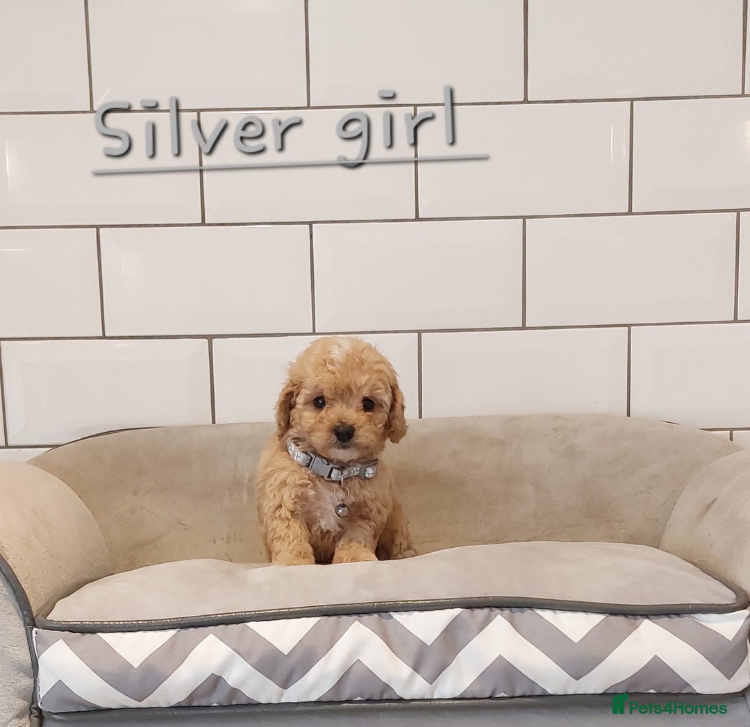 Cavachon dogs for sale: Cavapoochon puppies 🥰 - Image 14