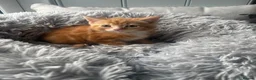 Mixed Breed cats for sale: Persian cross kittens ready Friday  - Advert 3
