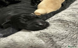 Labrador Retriever dogs for sale: Adorable KC registered fox red and black labs  - Image 29