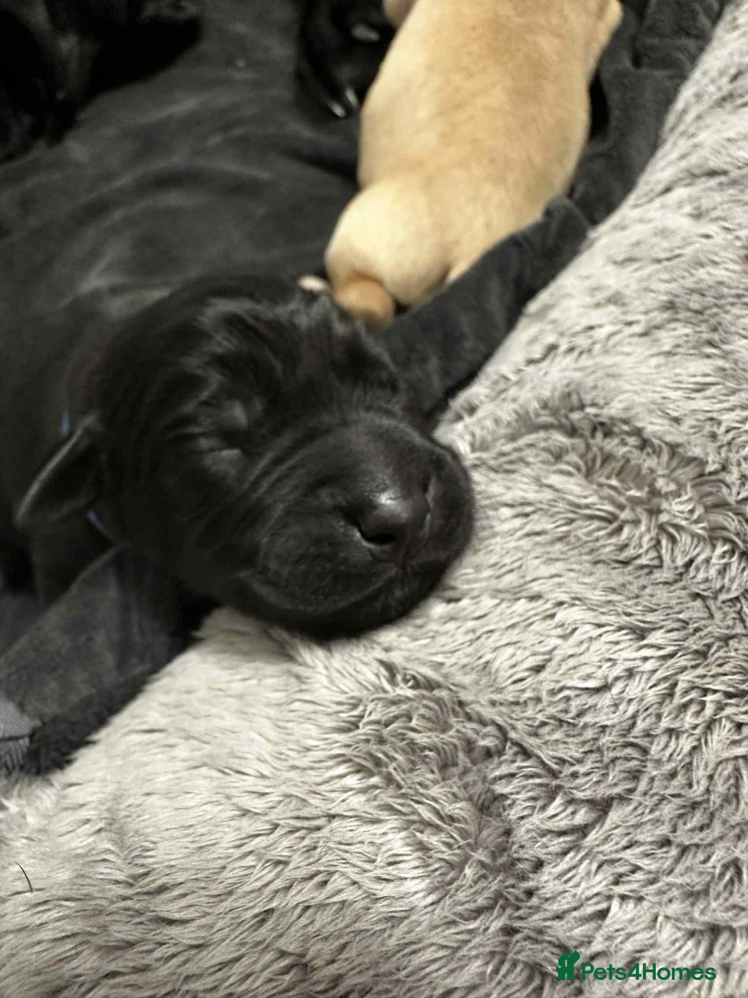 Labrador Retriever dogs for sale: Adorable KC registered fox red and black labs  - Image 29