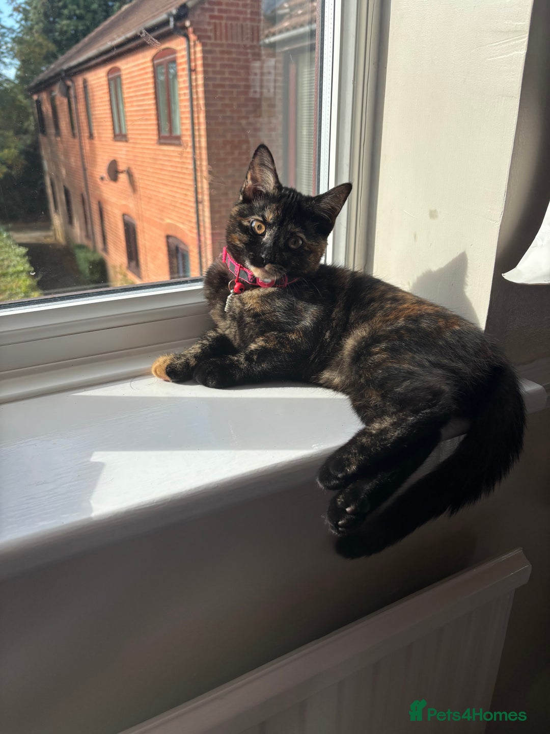 Domestic Shorthair cats for sale: Domestic shorthair  - Image 3